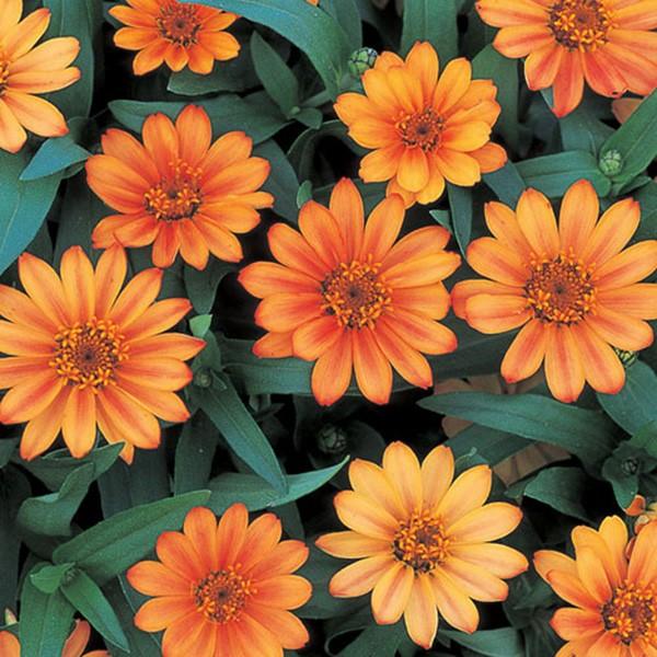 花の種 営利用 ジニア ヒャクニチソウ プロフュージョン アプリコット 1000粒 サカタのタネ 種苗 メール便発送 Vg ベジタブルガーデン ハラダ 通販 Yahoo ショッピング