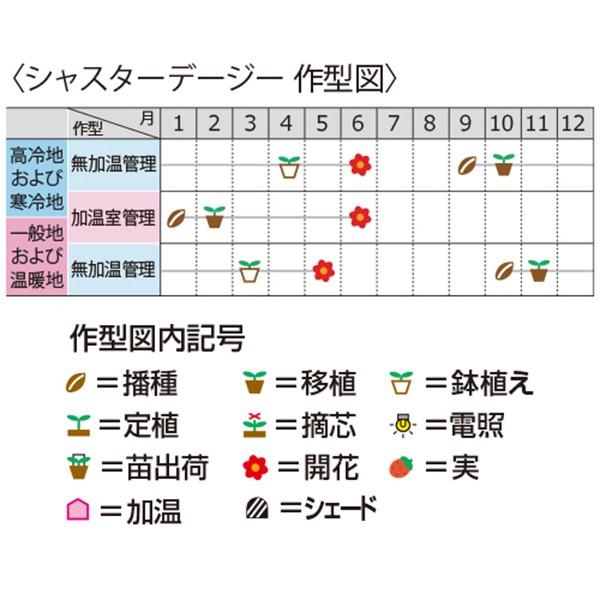 花の種（営利用）シャスターデージー スノーレディー 10ml サカタのタネ 種苗（メール便発送）の画像