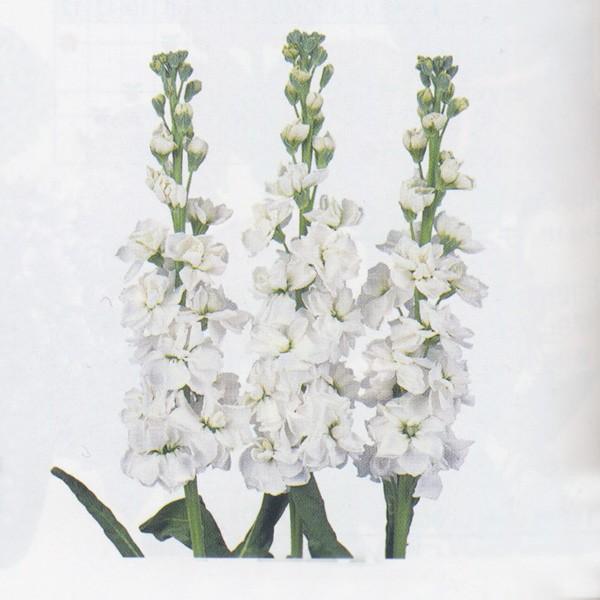 花の種（営利用）ストック アロー ホワイト 10ml サカタのタネ 種苗（メール便発送）