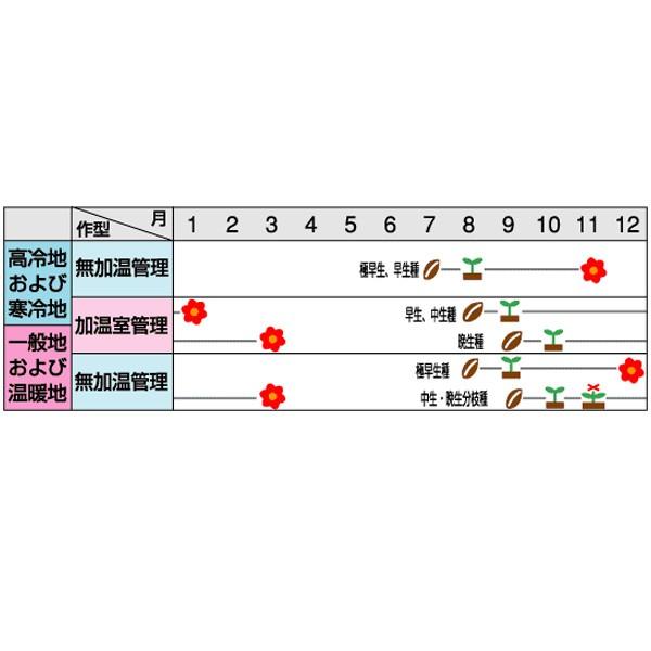 花の種（営利用）ストック ドルセ ホワイト 10ml サカタのタネ 種苗（メール便発送）の画像