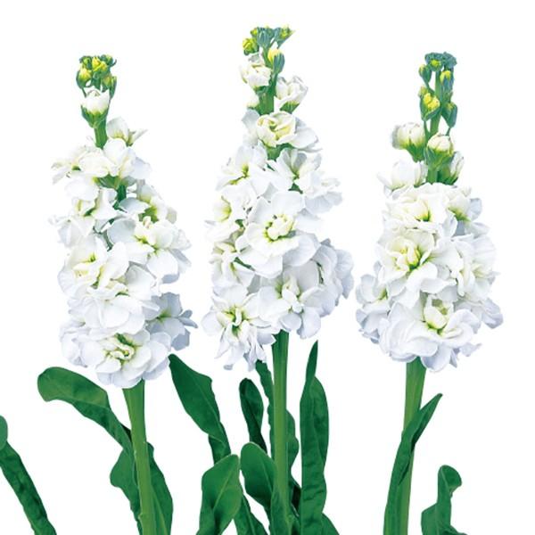 花の種（営利用）ストック キッド ホワイト 10ml サカタのタネ 種苗（メール便発送）