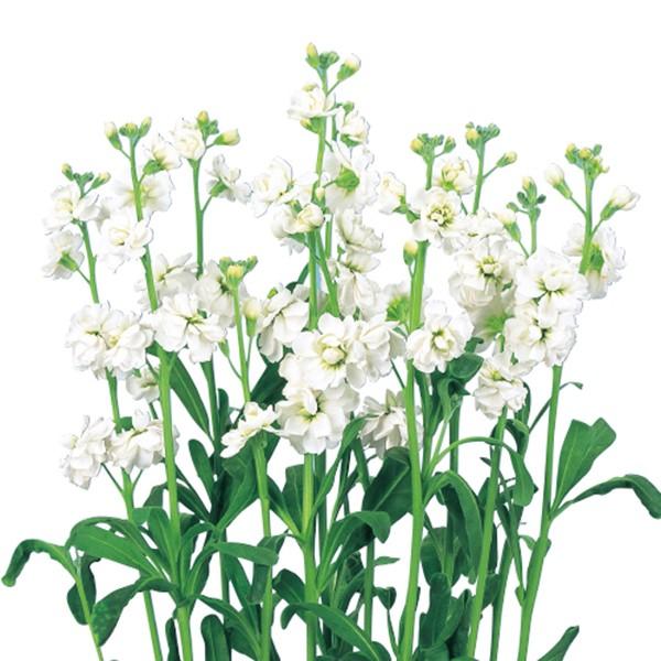 花の種（営利用）ストック スパーク ホワイト2 3000粒 ペレット種子 サカタのタネ 種苗（メール便発送）