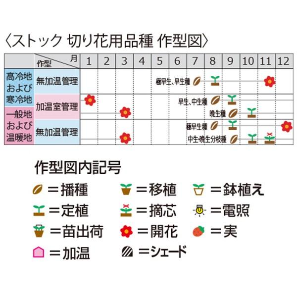 花の種（営利用）ストック スパーク イエロー 10ml サカタのタネ 種苗（メール便発送）の画像