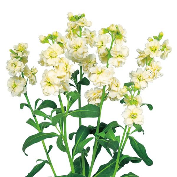 花の種（営利用）ストック スパーク イエロー 3000粒 ペレット種子 サカタのタネ 種苗（メール便発送）｜vg-harada