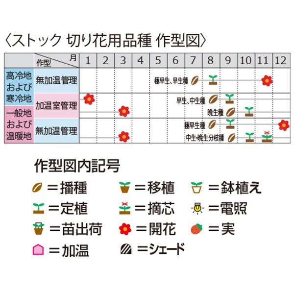 花の種（営利用）ストック スパーク イエロー 3000粒 ペレット種子 サカタのタネ 種苗（メール便発送）｜vg-harada｜02