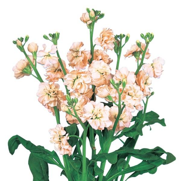 花の種（営利用）ストック ファミリー アプリコット 10ml サカタのタネ 種苗（メール便発送）｜vg-harada