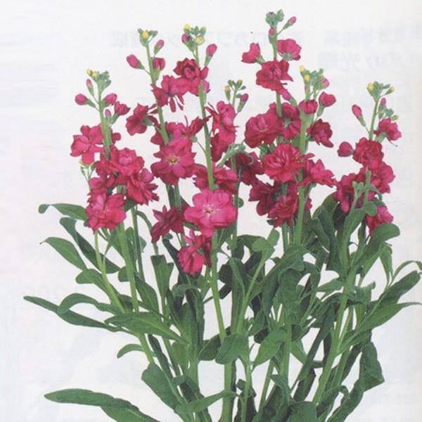 ランキングや新製品花の種（営利用）ストック カルテット レッド2 10ml サカタのタネ 種苗（メール便発送）