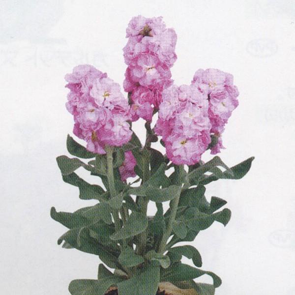 花の種（営利用）ストック ベイビー クリアピンク 10ml サカタのタネ 種苗（メール便発送）