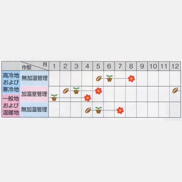 花の種（営利用）ゼラニウム トレジャー アップルブロッサム 250粒 コート種子 サカタのタネ 種苗（メール便発送）｜vg-harada｜02