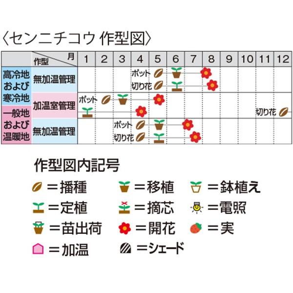 花の種（営利用）センニチコウ ゴンフレナ バディー ピンク 10ml