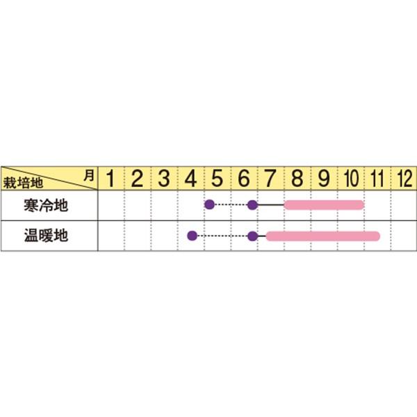 花の種（営利用）センニチコウ ゴンフレナ ストロベリー フィールド 1dl グリーンシード サカタのタネ 種苗（メール便発送）の画像