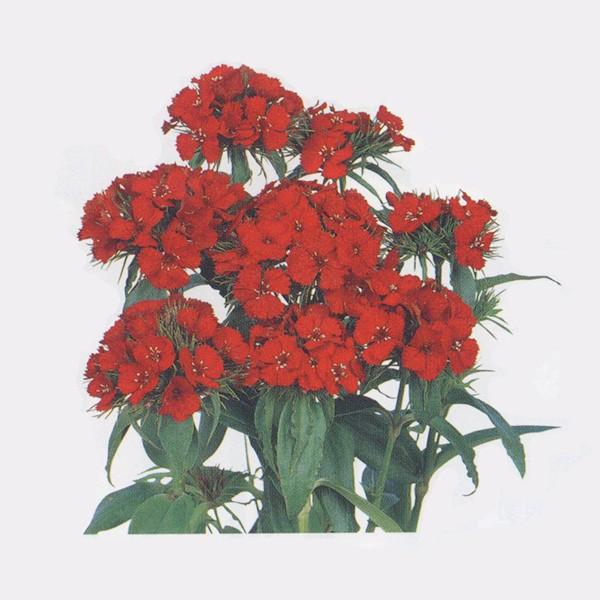 花の種 営利用 ダイアンサス ナデシコ 脚光 きゃっこう 10ml サカタのタネ 種苗 メール便発送 Vg ベジタブルガーデン ハラダ 通販 Yahoo ショッピング