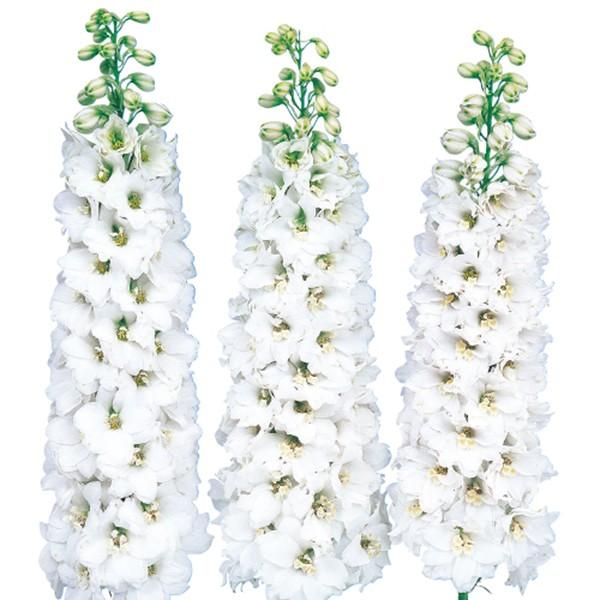 花の種（営利用）デルフィニウム ヒエンソウ キャンドル ホワイト 1000粒 サカタのタネ 種苗（メール便発送）