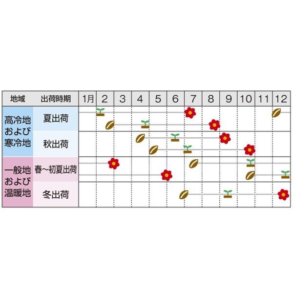 花の種（営利用）トルコギキョウ ユーストマ、リシアンサス レイナ ホワイト 3000粒 プライマックスペレット種子 サカタのタネ 種苗（メール便発送）_1