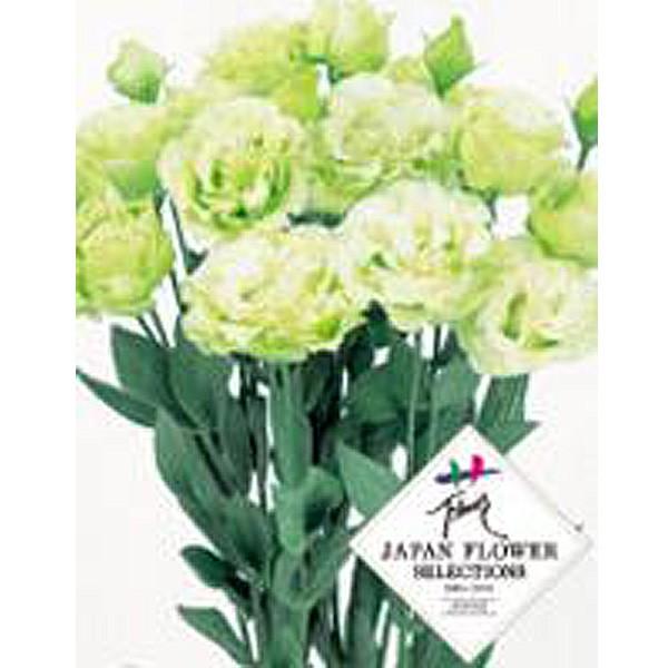 ショッピング販売店 花の種 営利用 トルコギキョウ ユーストマ グリーン リシアンサス 花 ボヤージュ R 2型 グリーン ユーストマ リシアンサス 3000粒 プライマックスペレット種子 サカタのタネ 種苗 Vg ベジタブルガーデン ハラダ オンライン廉価