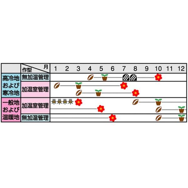 花の種（営利用）トルコギキョウ ユーストマ、リシアンサス ボヤージュ(R)（2型) グリーン 3000粒 プライマックスペレット種子 サカタのタネ 種苗の画像