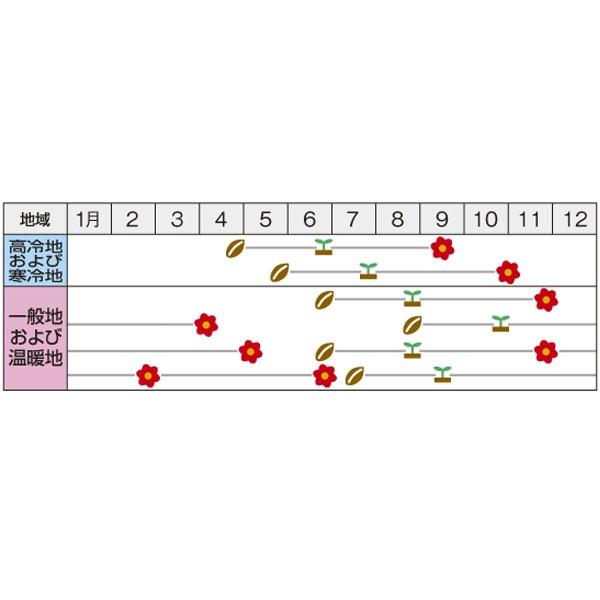 花の種（営利用）トルコギキョウ ユーストマ、リシアンサス 冬のマリア 3000粒 ペレット種子 サカタのタネ 種苗（メール便発送）_1