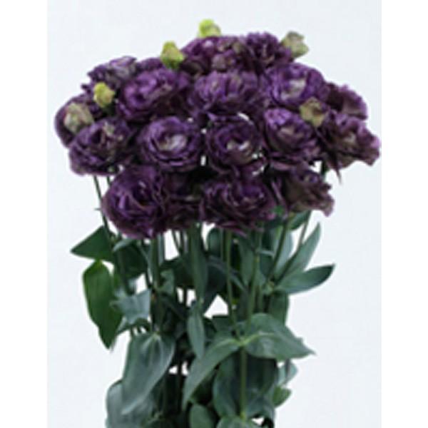 花の種 営利用 トルコギキョウ ユーストマ リシアンサス アンバー ダブル パープル 1000粒 ペレット種子 サカタのタネ 種苗 メール便発送 Vg ベジタブルガーデン ハラダ 通販 Yahoo ショッピング