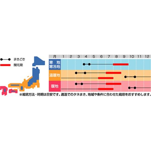 花の種（営利用）トルコギキョウ ユーストマ、リシアンサス ロジーナ(R) グリーン（ver.3）3000粒 ペレット種子 サカタのタネ 種苗の画像