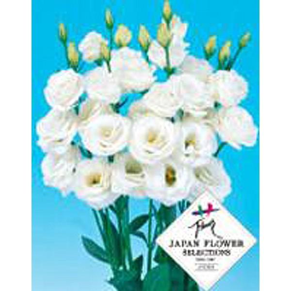 花の種（営利用）トルコギキョウ ユーストマ、リシアンサス ピッコローサ スノー 3000粒 ペレット種子 サカタのタネ 種苗（メール便発送）