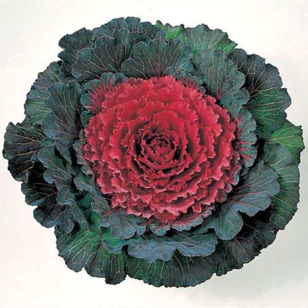 正規品 花の種 営利用 ハボタン 紅錦 10ml サカタのタネ 種苗 メール便発送 Originaljustturkey Com