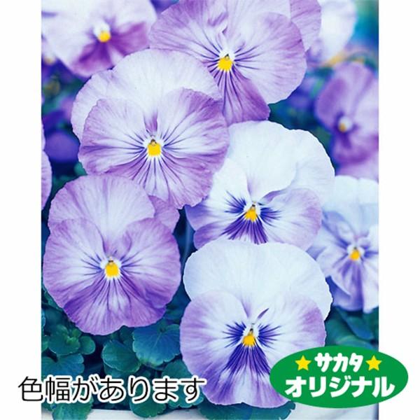 通販でクリスマス ベジタブルガーデン ハラダ花の種 営利用 ウィンター パンジー F1ナチュレ系 F1ナチュレ ローズ 1000粒 10 タキイ種苗 Haciendasantacruz Com Ec