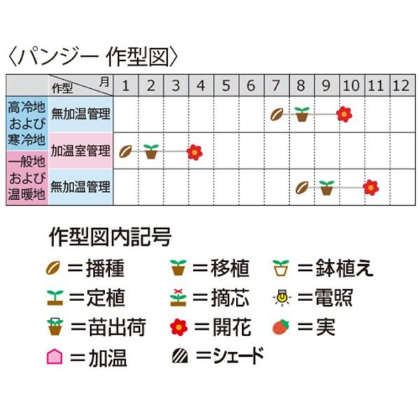 花の種（営利用）パンジー 三色スミレ ディープ モルフォ 1000粒 プライマックス種子 サカタのタネ 種苗（メール便発送）｜vg-harada｜02