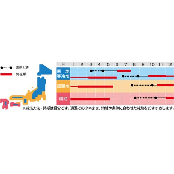 花の種（営利用）パンジー 三色スミレ よく咲くスミレ パイナップル 500粒 プライマックス種子 サカタのタネ 種苗（メール便発送）｜vg-harada｜02