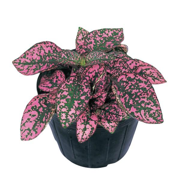 花の種 営利用 ヒポエステス ソバカスソウ コンフェッティ コンパクト ローズ 1000粒 サカタのタネ 種苗 メール便発送 Vg ベジタブルガーデン ハラダ 通販 Yahoo ショッピング