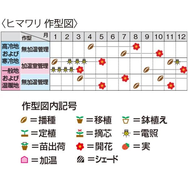 花の種（営利用）ヒマワリ かがやき 1l フィルムコート種子 サカタのタネ 種苗（メール便発送）の画像