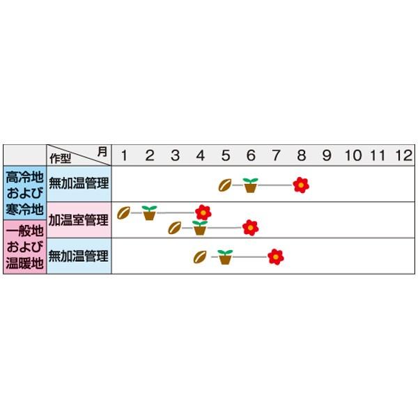 花の種 営利用 ベゴニア フォーチュン ミックス 1000粒 ペレット種子 サカタのタネ 種苗 メール便発送 Vg ベジタブルガーデン ハラダ 通販 Yahoo ショッピング