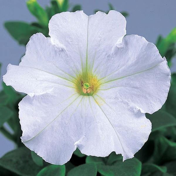 花の種（営利用）ペチュニア バカラ ホワイト 1000粒 ペレット種子 サカタのタネ 種苗（メール便発送）｜vg-harada