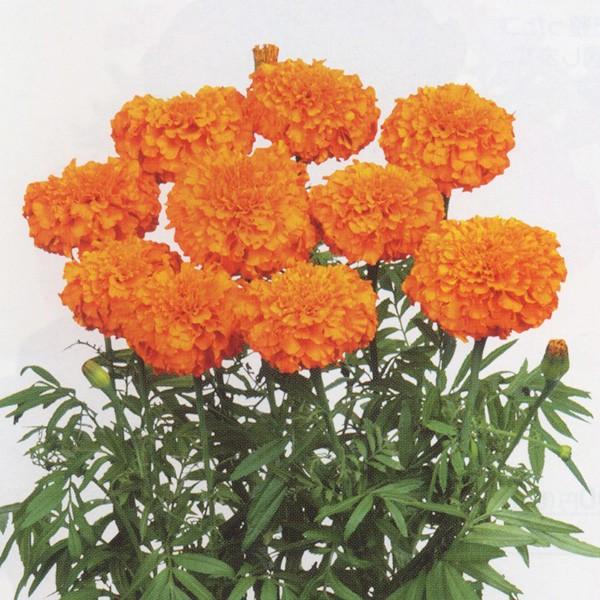 花の種（営利用）マリーゴールド オプティバ オレンジ 1000粒 クリーンシード サカタのタネ 種苗（メール便発送）｜vg-harada