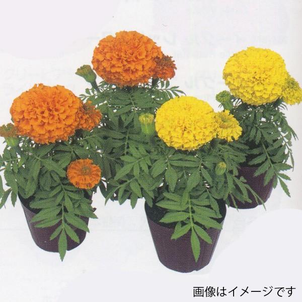 花の種（営利用）マリーゴールド ディスカバリー オレンジ 1000粒 クリーンシード サカタのタネ 種苗（メール便発送）｜vg-harada