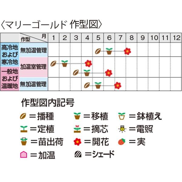 花の種（営利用）マリーゴールド ディスカバリー オレンジ 1000粒 クリーンシード サカタのタネ 種苗（メール便発送）｜vg-harada｜02