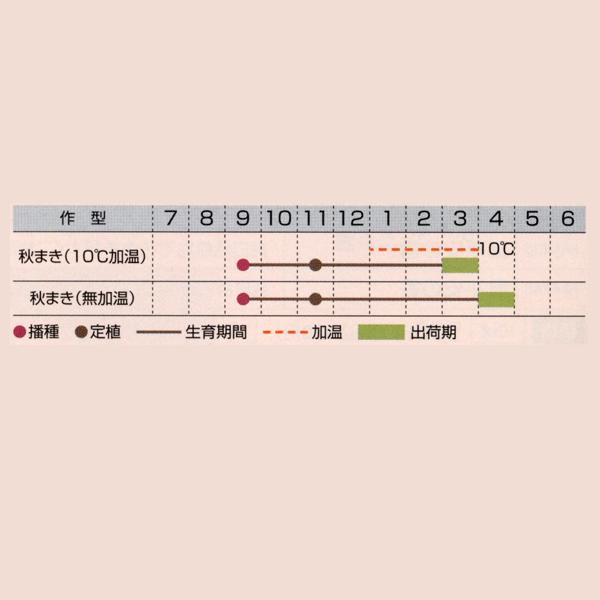 花の種（営利用）アグロステンマ 桜貝 10ml×10 タキイ種苗（メール便発送）(５月中旬頃発送）の画像