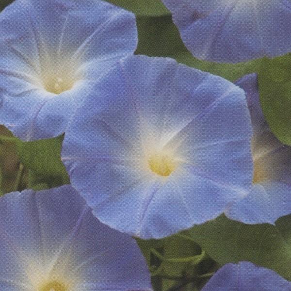 花の種 営利用 朝顔 西洋朝顔 ヘブンリー ブルー 1l タキイ種苗 Www Purrworld Com