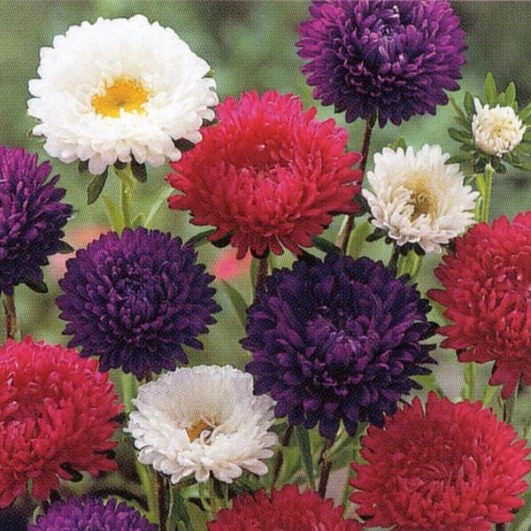 17円 トレンド 花の種 営利用 アスター おたき 混合 中早生 10ml 10 タキイ種苗 メール便発送