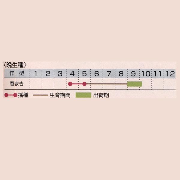 花の種（営利用）アスター 彗星（晩生種）10ml×10 タキイ種苗（メール便発送）の画像