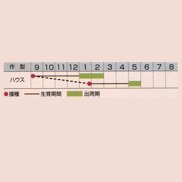 花の種（営利用）オステオスペルマム パッション ホワイト（TF-570）1dl タキイ種苗｜vg-harada｜02