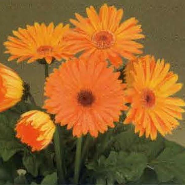 花の種（営利用）ガーベラ F1ロイヤル アプリコット 500粒 タキイ種苗（メール便発送）