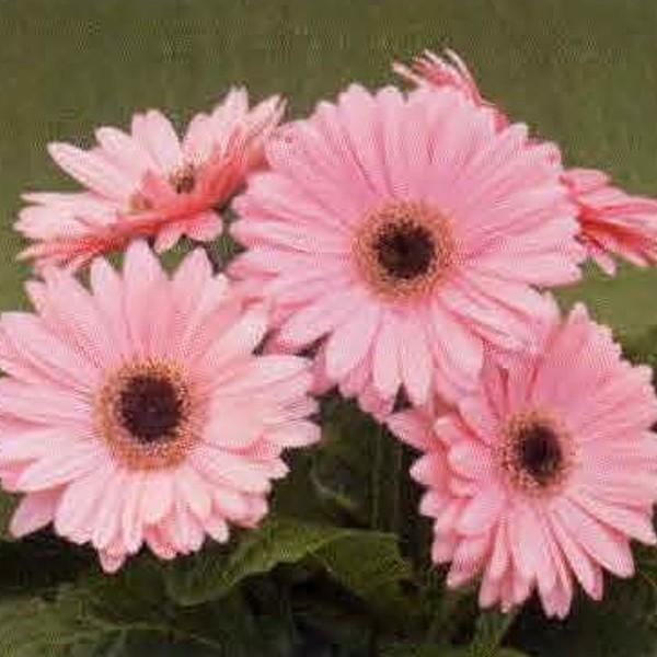 超美品 花の種 営利用 ガーベラ F1ロイヤル ディープピンク 500粒 タキイ種苗 メール便発送 半額品 Www Muslimaidusa Org