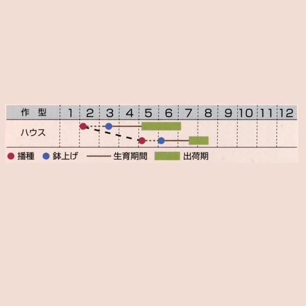花の種(営利用)カンナ トロピカルイエロー 1dl タキイ種苗(メール便発送)|vg-harada|02
