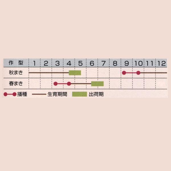 花の種（営利用）カルサムス 丸葉黄花種 1dl×10 タキイ種苗の画像