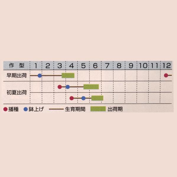 花の種（営利用）金蓮花 チップトップ マホガニー 1l タキイ種苗の画像