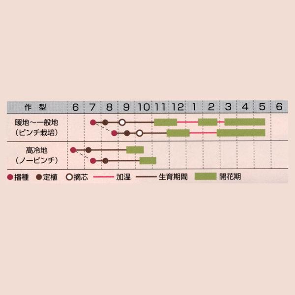 花の種（営利用）金魚草 高性種 F1 桃仙（とうせん）1ml×10 タキイ種苗の画像