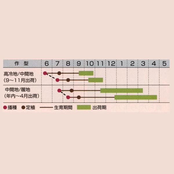 花の種（営利用）金魚草 高性ペンステモン咲き種 F1力リヨン クリームイエロー 1ml×10 タキイ種苗の画像