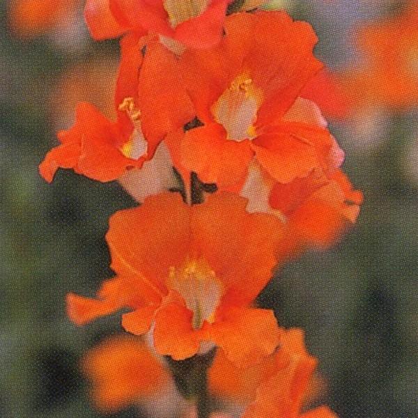 花の種（営利用）金魚草 高性ペンステモン咲き種 F1力リヨン サーモン 1ml×10 タキイ種苗