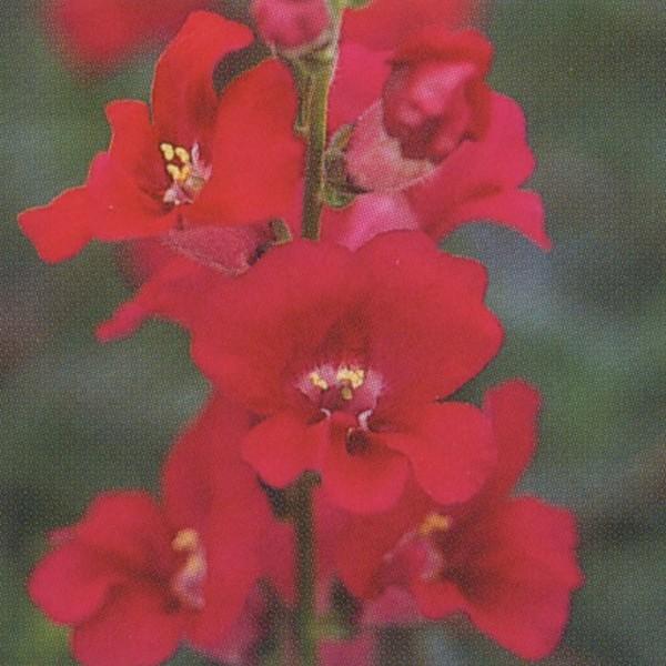 花の種（営利用）金魚草 高性ペンステモン咲き種 F1力リヨン パープル 1ml×10 タキイ種苗