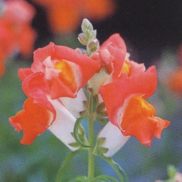 花の種（営利用）金魚草 矮性種 F1パレット オレンジ＆ホワイト 1ml×10 タキイ種苗｜vg-harada